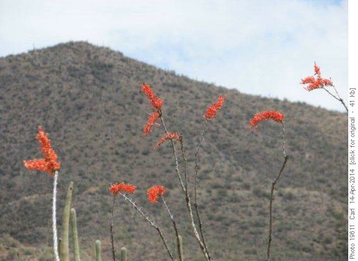 Ocotillo