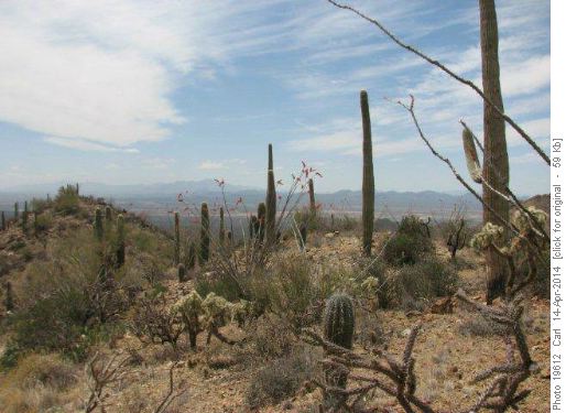 Saguaro National Park