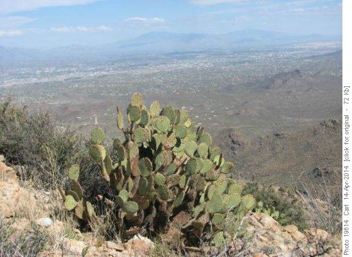 Prickly pear on summit of Mt. Wasson