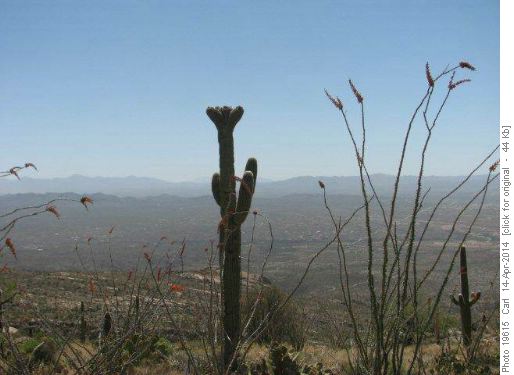 Cristate Saguaro Cactus