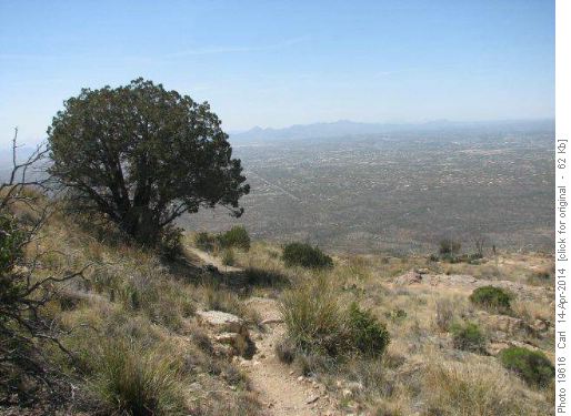 Alligator Juniper on Tanque Verde Ridge