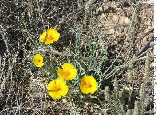 Wild flowers