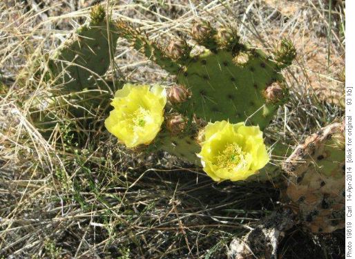 Prickly Pear Cactus