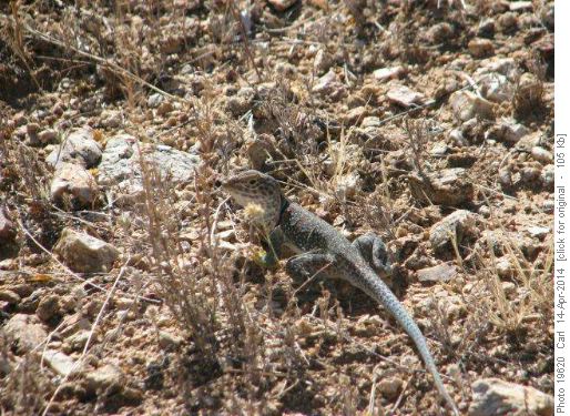 Collared Lizard