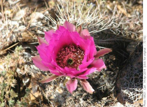 Strawberry Hedgehog Cactus