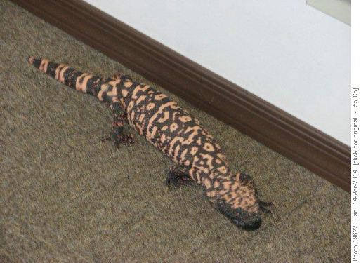 Gila Monster in Visitor Centre