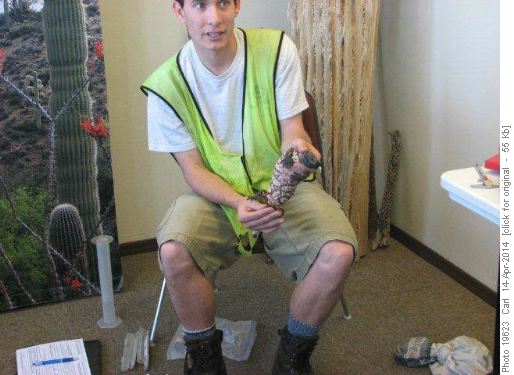 Gila Monster researcher