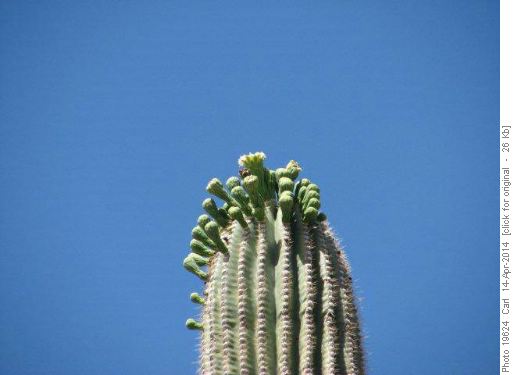 Saguaro starting to bloom
