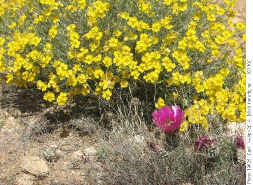 Wild flowers and Strawberry Hedgehog Cactus