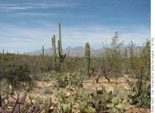 Saguaro National Park