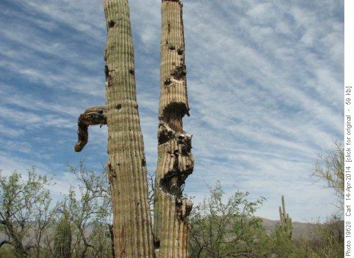 Old Saguaro Cactus