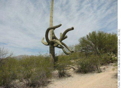 Saguaro multiple twisted arms
