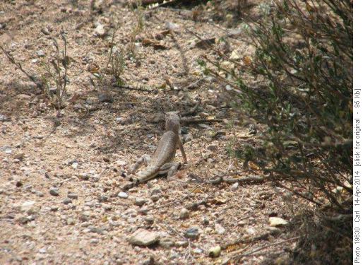Lizard