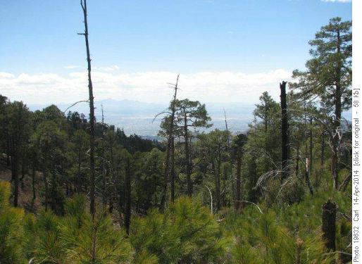 Ponderosa Pine forest Santa Catalina Mts.