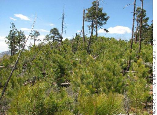 New growth in forest fire area