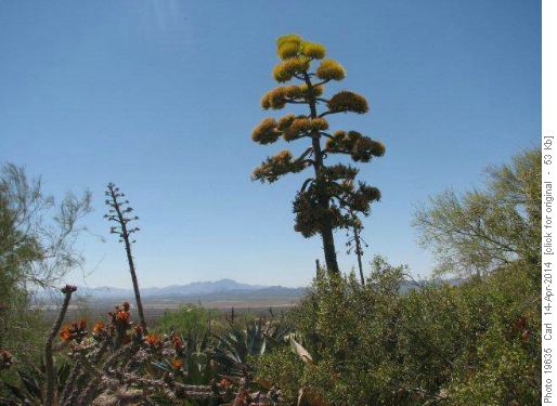 Agave (Century Plant)