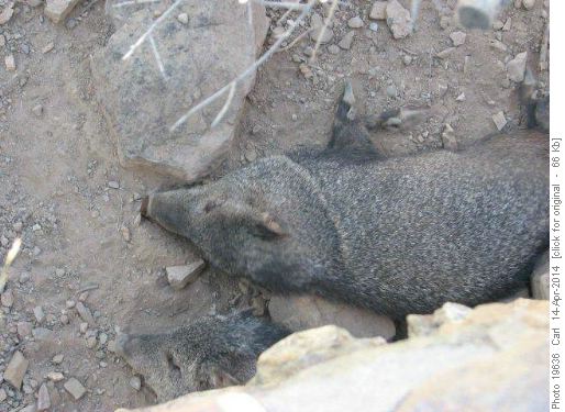 Javelina