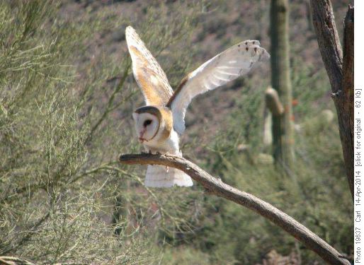 Barn Owl