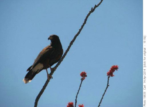 Harris Hawk