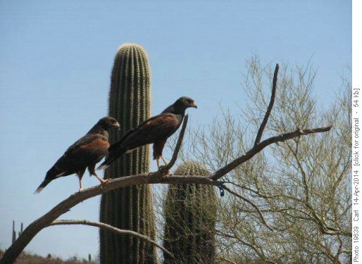 Harris Hawks