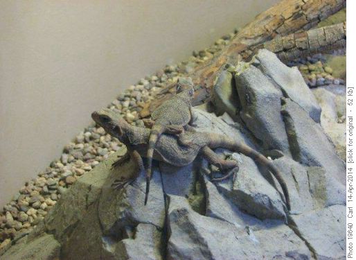 Chuckwallas