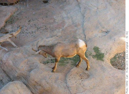 Desert Bighorn Sheep
