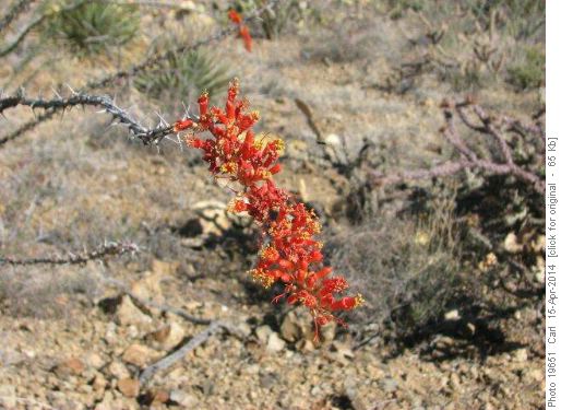 Ocotillo