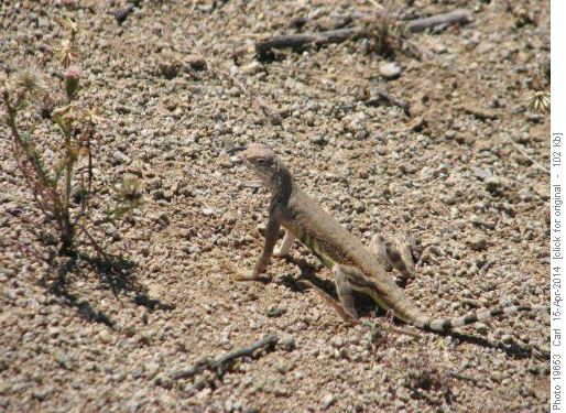 Lizard