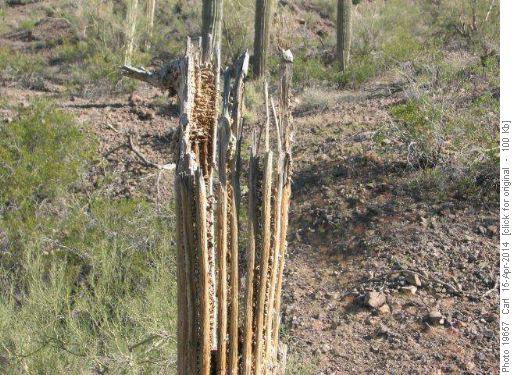 Saguaro Cactus skeleton