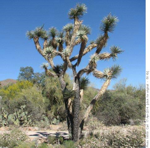 Joshua Tree