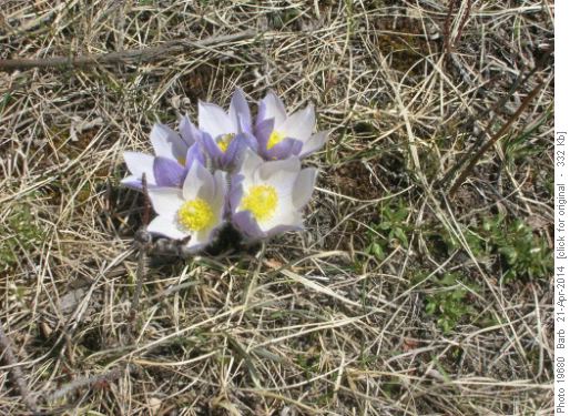 Crocuses