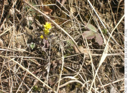 Yellow Flower (ID needed)