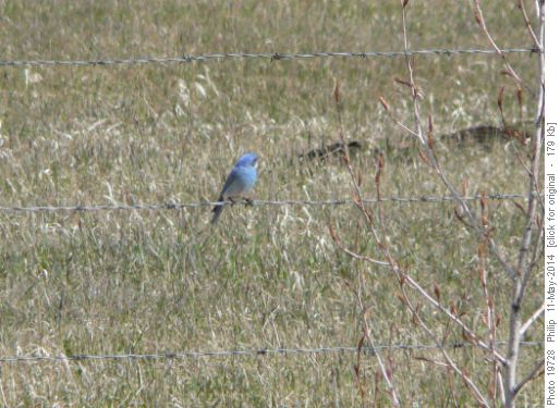 Bluebirds are back