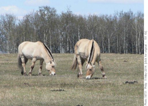Grazing horses (what kind?)