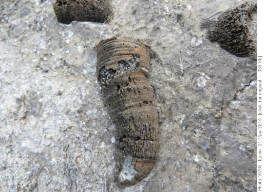 One of the hundreds of Horn Corral imbedded in the rock