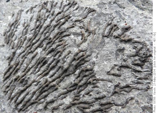 Bryozoan fan type coral
