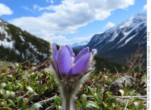 Pasque Flower on lower section of Opal Ridge trail