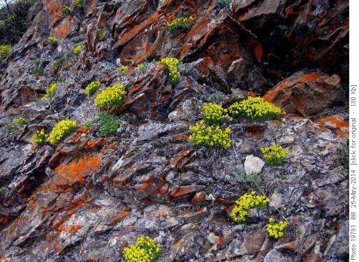Spring Draba