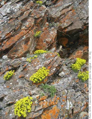 rock garden