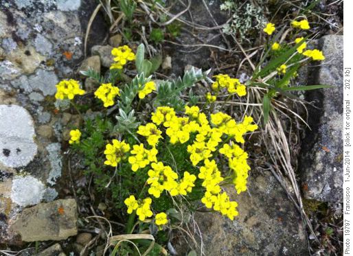 Pretty yellow flowers
