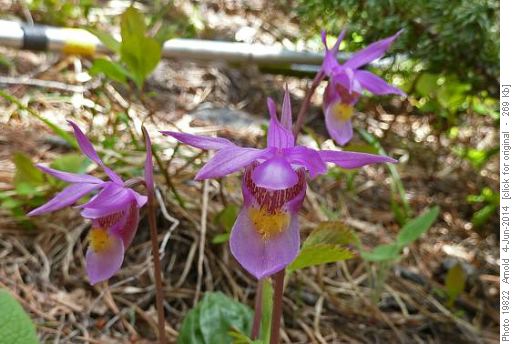 Calypso Orchids