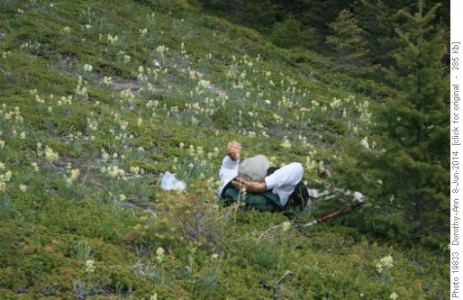 Taking a nap among the early yellow locoweed