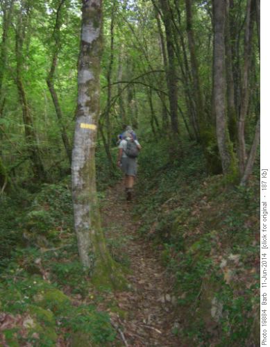 Forest Trail
