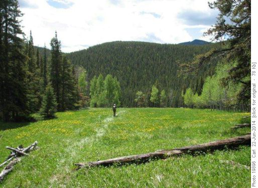 Lush meadows of Prairie Creek