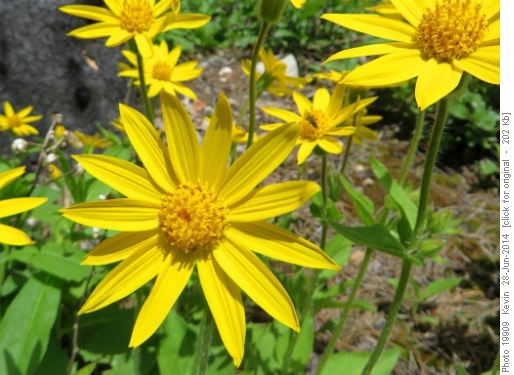 A plethora of heart leaved Arnica on the Buller Pass trail