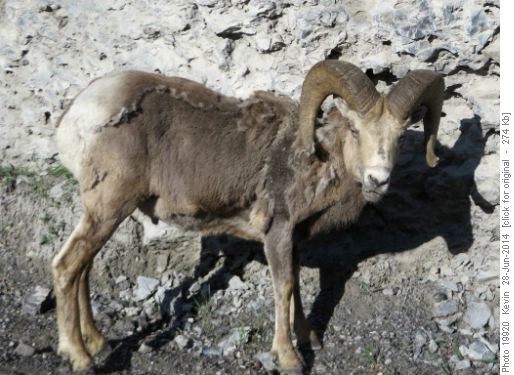 Bighorn ram enjoying the morning sun on the Smith Dorien