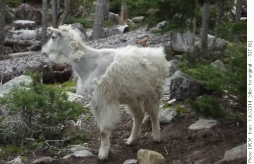 Mountain goat