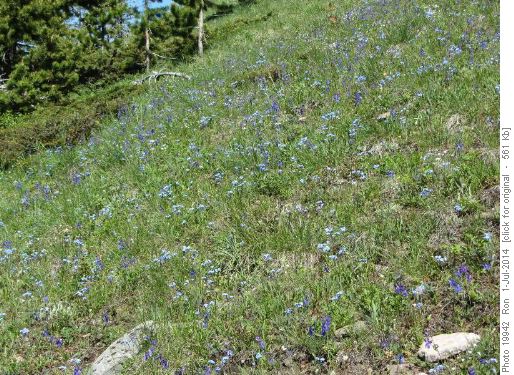 Forget-me-nots on Pigeon Mtn