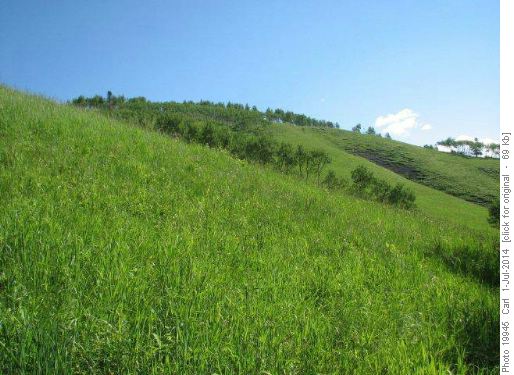 Incredibly green grass on the ridge