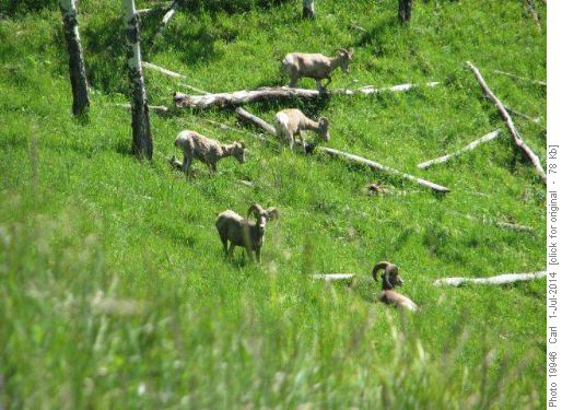 Rocky Mountain Bighorn Rams and Ewes